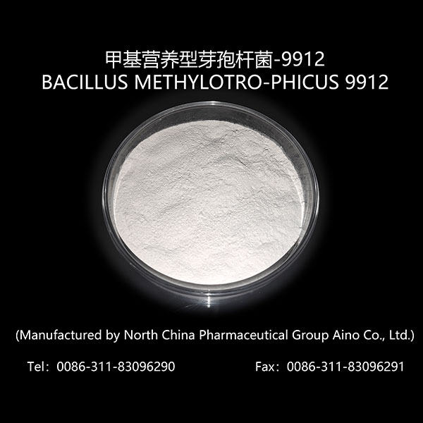 Bacillus Methylotro-Phicus 9912